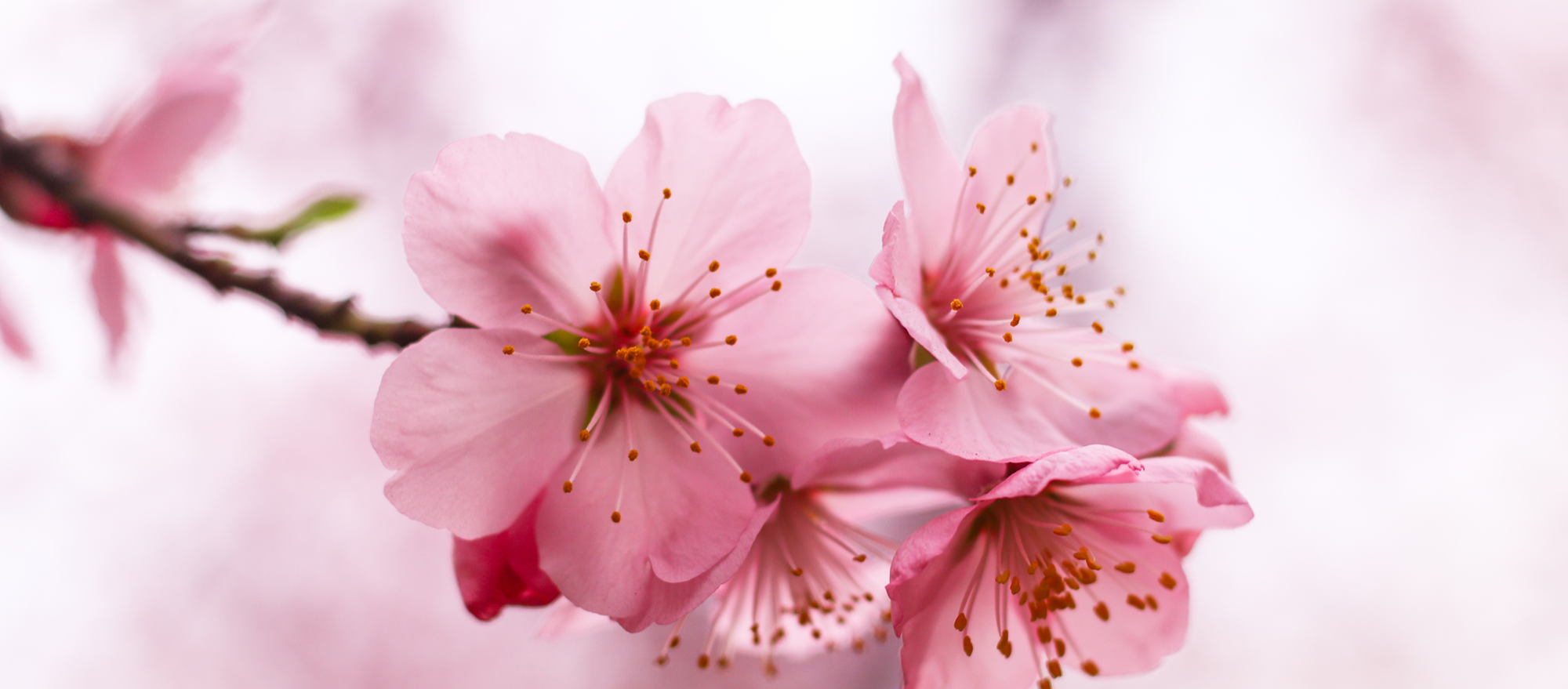 berjualan-di-toco-sakuraa-blooms-berhasil-meraih-pendapatan-tertinggi